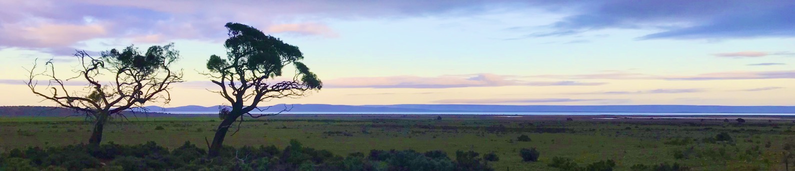 Two leaning trees beside an open landscape beneath a softly coloured evening sky.